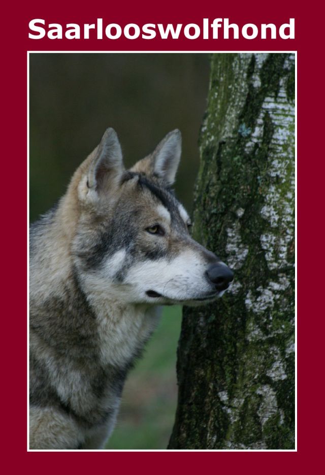 2008_SAARLOOSWOLFHOND.jpg
